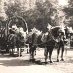 Wulle-Volksfestgespann 1954