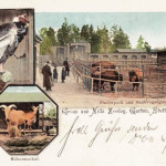 Eine Ansichtskarte von Nills Tiergärten mit Condor und Bisons. Sammlung: Kurz