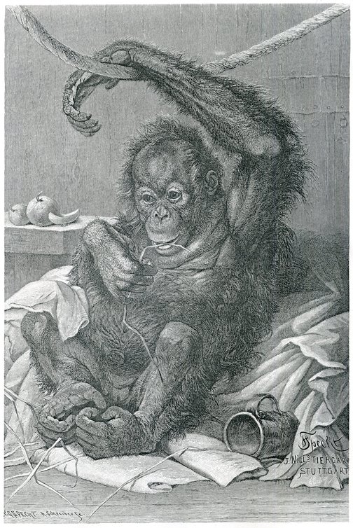 Orang-Utan von Friedrich Specht, entstanden bei Nill (1890er-Jahre), Sammlung Jörg Kurz
